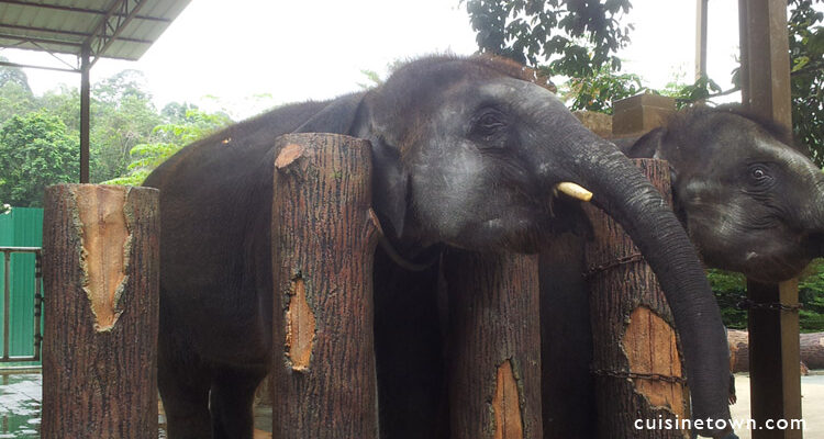 Elephant Sanctuary @ Kuala Gandah